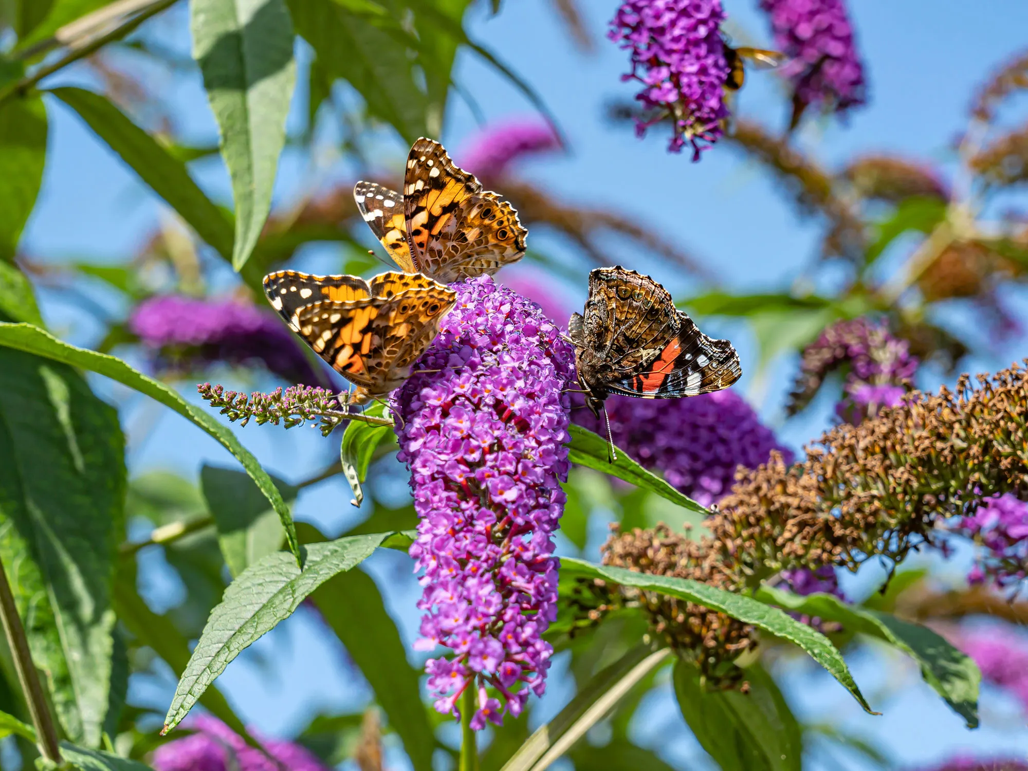 夏季淡紫色是禁令嗎？為什麼Buddleja傷害您的花園