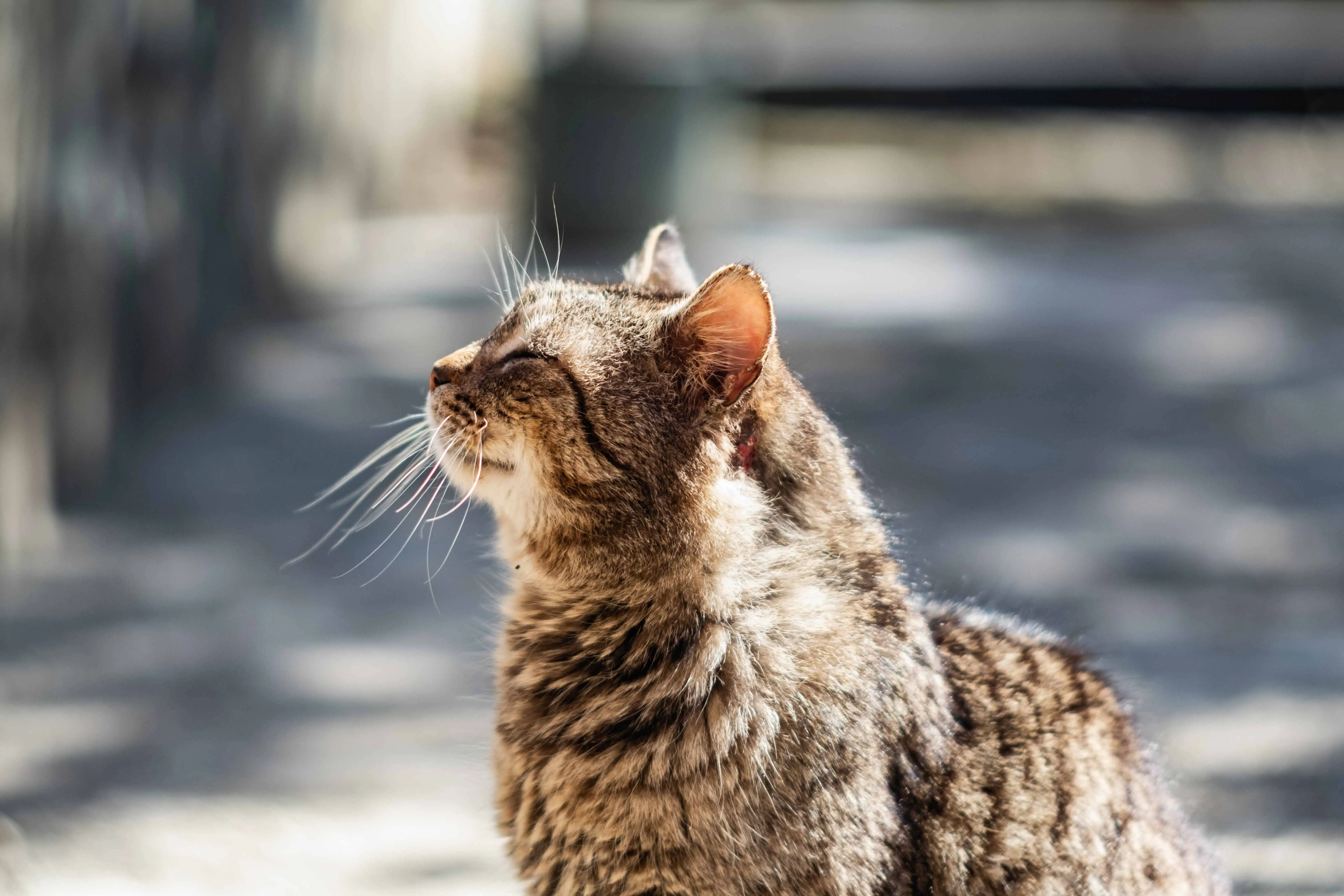 猫什么时候变老？使用此表计算猫的年龄