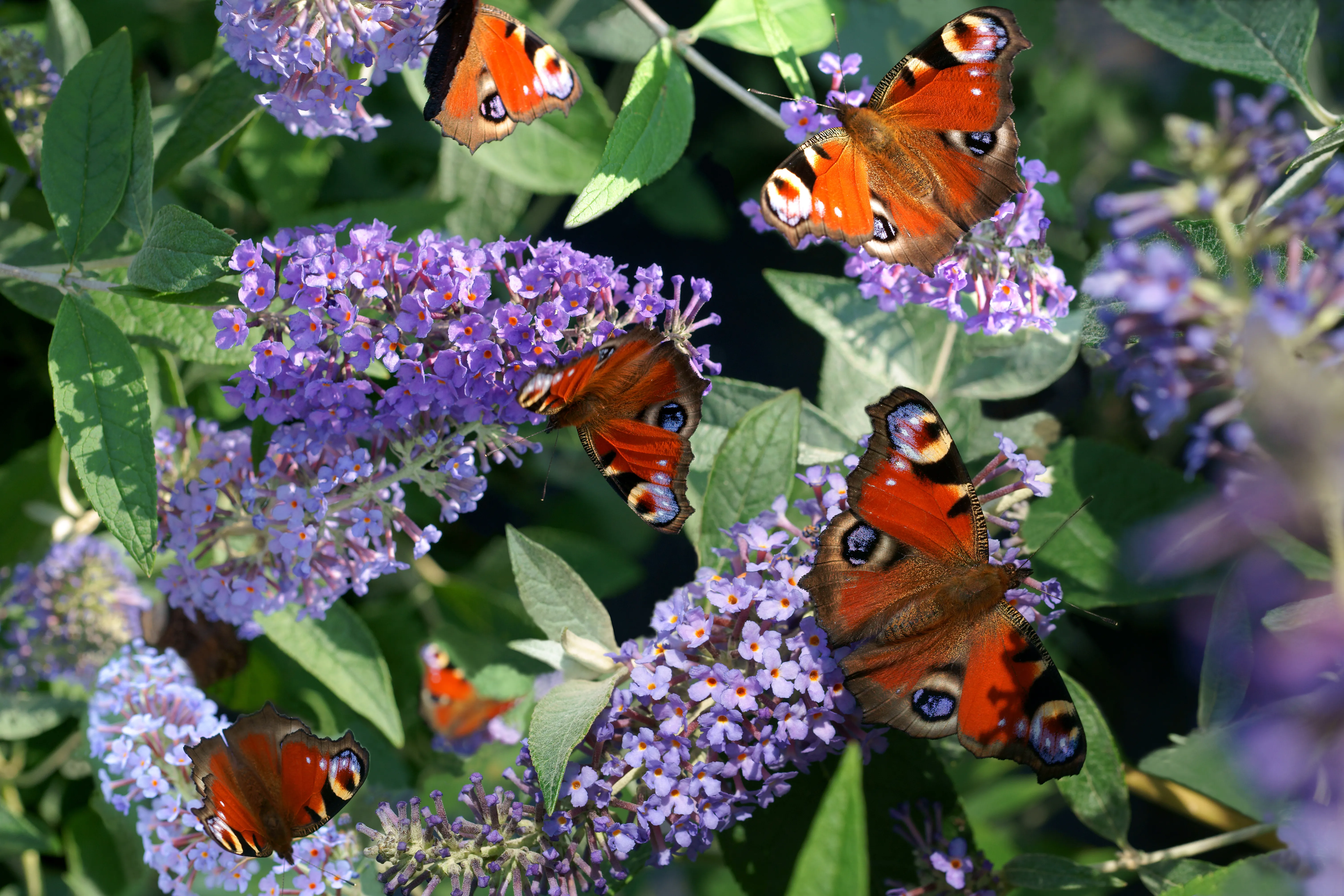 蝴蝶丁香（Butterfly Lilac）：一個激進的步驟導致夏天最豪華的花香